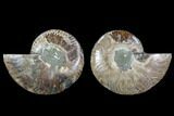 Cut & Polished Ammonite Fossil - Crystal Chambers #88206-1